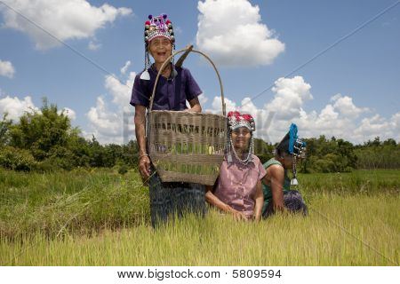 asiatische Frauen im Reisfeld, akha
