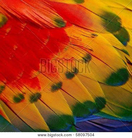 Scarlet Macaw Feathers