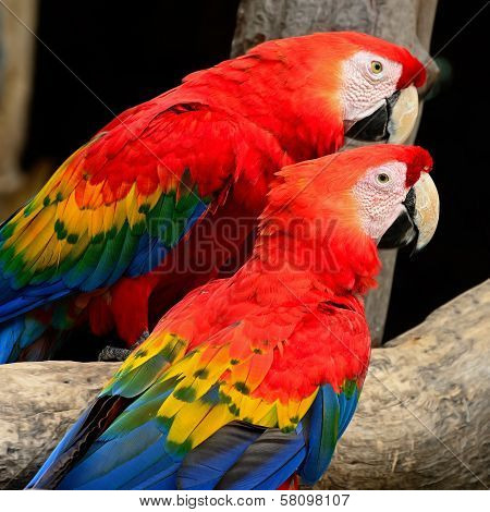 Scarlet Macaw