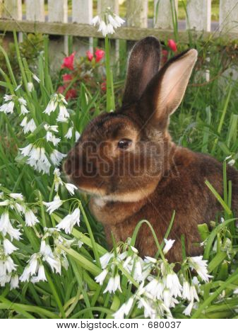 Kanin i blommor