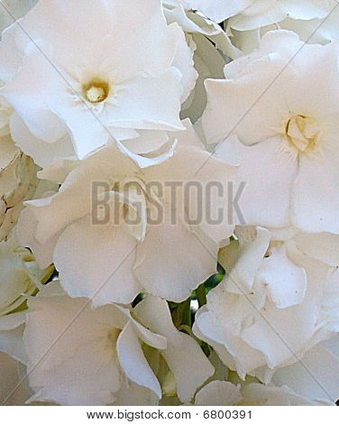 Blossom