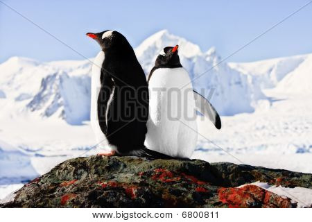 zwei Pinguine