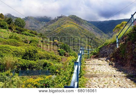 Landscape with vines on the hillside