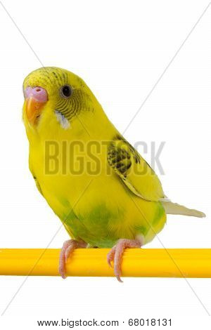 Beautiful Yellow Budgie Sitting