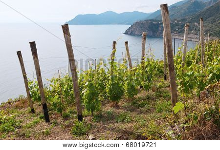 young vineyards on the mountain