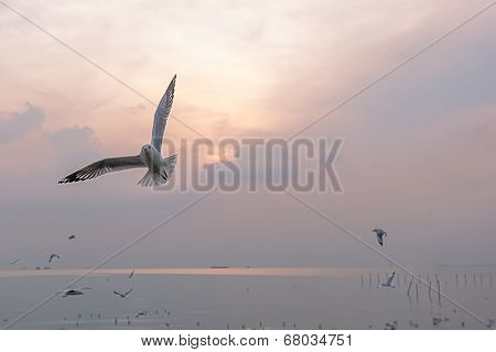 Gulls