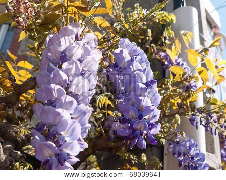 Purple Wisteria Plant
