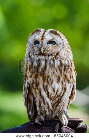 Barred Owl (strix Varia)