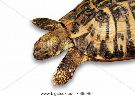 Tortuga