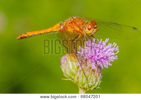 Meadowhawk Dragonfly
