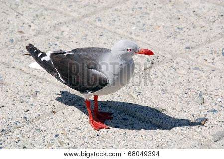 The Heermann's gull