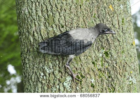 Hooded crow,nestling,chick.