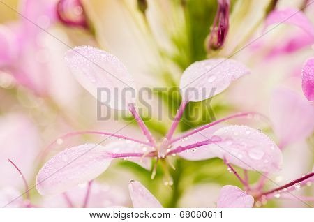 Cleome Hassleriana Or Spider Flower Or Spider Plant