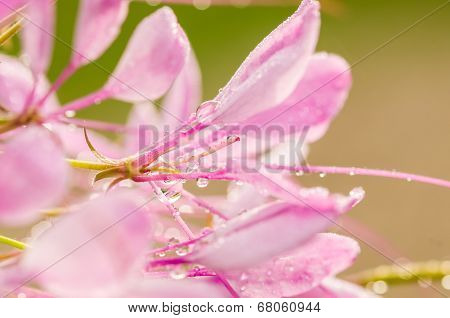 Cleome Hassleriana Or Spider Flower Or Spider Plant
