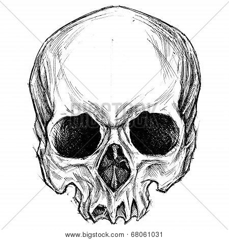 Skull