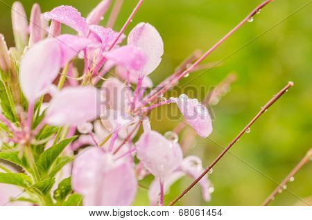 Cleome Hassleriana Or Spider Flower Or Spider Plant