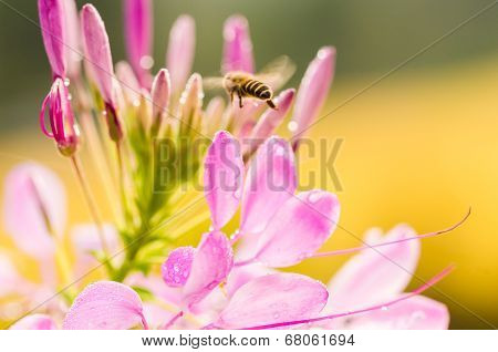 Cleome Hassleriana Or Spider Flower Or Spider Plant