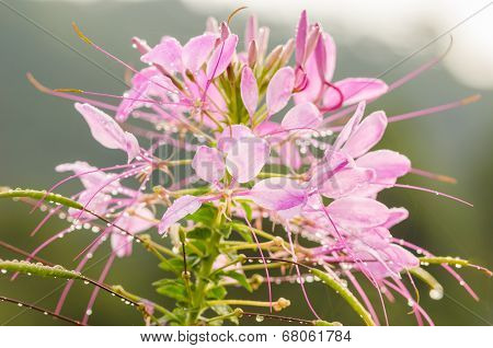Cleome Hassleriana Or Spider Flower Or Spider Plant