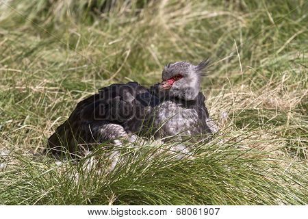 Southern Screamer That Sits Near The Nest On A Green Glade