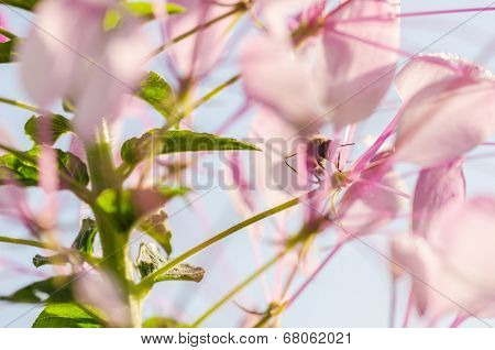 Cleome Hassleriana Or Spider Flower Or Spider Plant