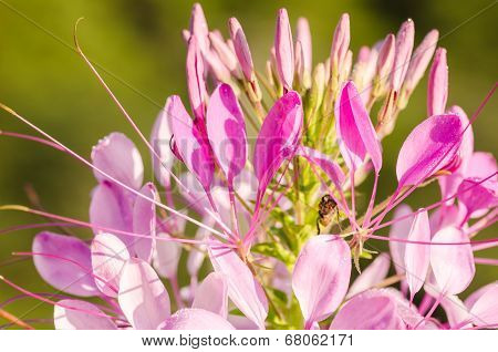 Cleome Hassleriana Or Spider Flower Or Spider Plant