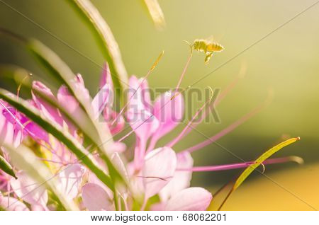 Cleome Hassleriana Or Spider Flower Or Spider Plant