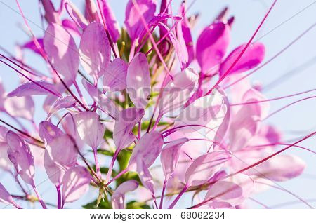 Cleome Hassleriana Or Spider Flower Or Spider Plant