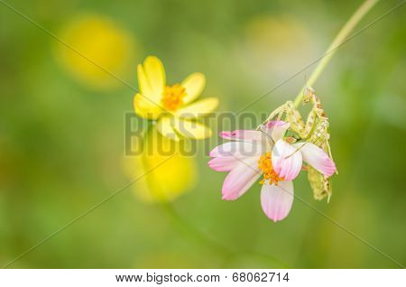 Cosmos Sulphureus Flower And Mantis
