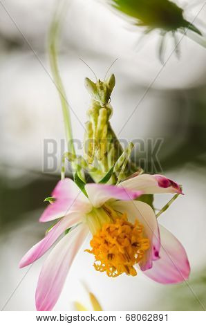 Cosmos Sulphureus Flower And Mantis