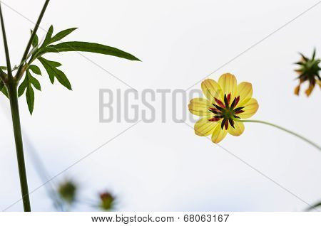 Cosmos Sulphureus Flower