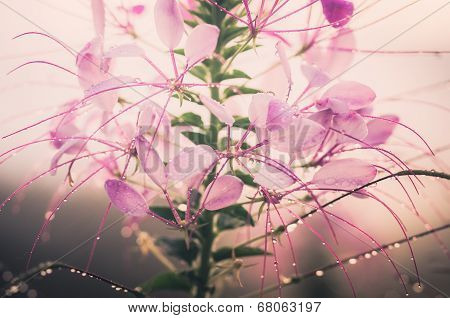 Cleome Hassleriana Or Spider Flower Or Spider Plant