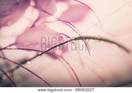 Cleome Hassleriana Or Spider Flower Or Spider Plant