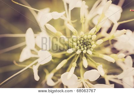 Cleome Hassleriana Or Spider Flower Or Spider Plant