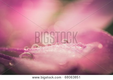 Cleome Hassleriana Or Spider Flower Or Spider Plant