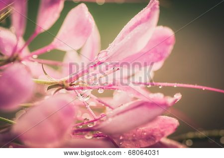 Cleome Hassleriana Or Spider Flower Or Spider Plant