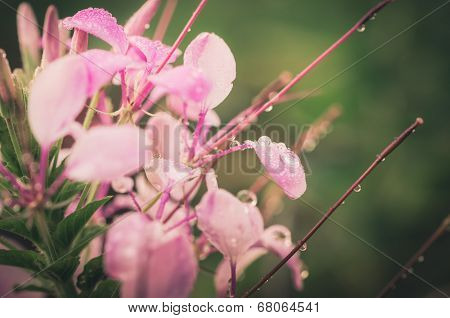 Cleome Hassleriana Or Spider Flower Or Spider Plant