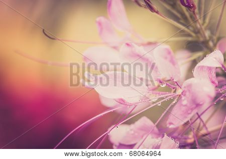 Cleome Hassleriana Or Spider Flower Or Spider Plant