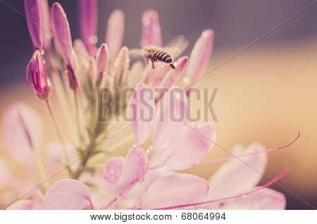 Cleome Hassleriana Or Spider Flower Or Spider Plant