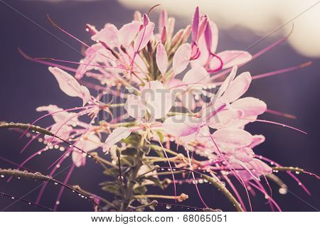 Cleome Hassleriana Or Spider Flower Or Spider Plant
