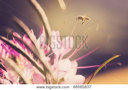 Cleome Hassleriana Or Spider Flower Or Spider Plant