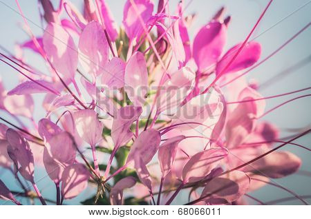 Cleome Hassleriana Or Spider Flower Or Spider Plant