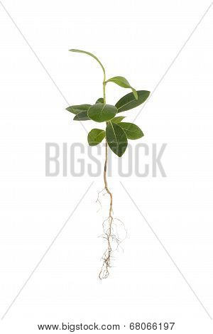 Closeup Of Young Pittosporum Tobira