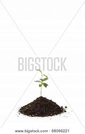 Young Pittosporum Tobira And Soil For Repotting