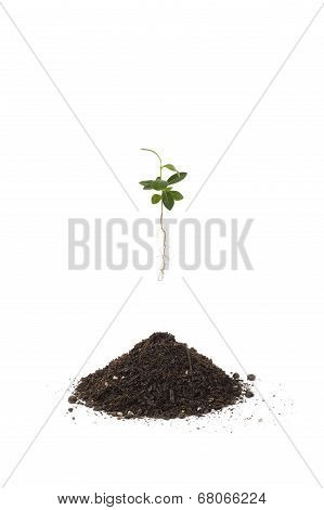 Young Pittosporum Tobira And Soil For Repotting