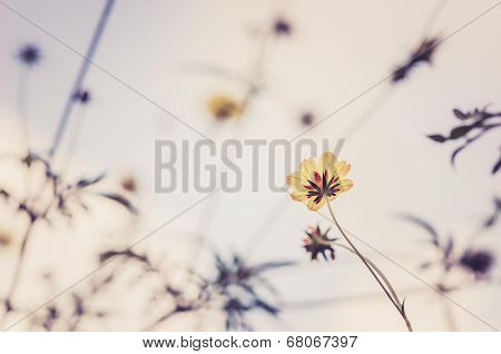 Cosmos Sulphureus Flower