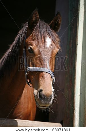 Nice purebred horse watching in his stable