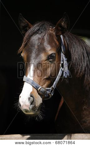 Portrait of a bay purebred horse in his barn.