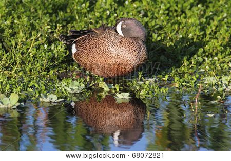 Blue-winged Teal