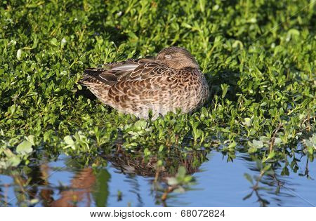 Female Blue-winged Teal