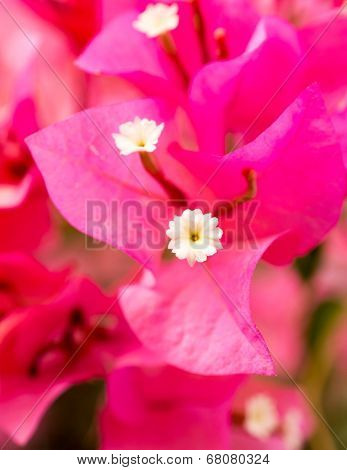 Red pink flower with white center